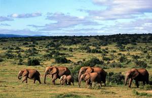 10 лучших мест для посещения в Южной Африке, Национальный парк Аддо.
