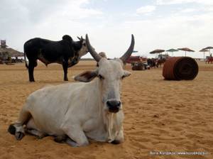 10 мест для отдыха в обществе диких животных, На пляж с индийскими коровами