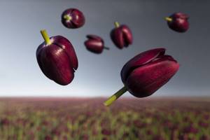 Великолепная серия фотографий «Цветы в невесомости»