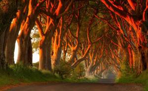 Самые фантастические леса мира, Дарк Хедже,с Северная Ирландия