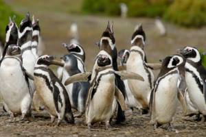 10 мест для отдыха в обществе диких животных, «Беседы» с пингвинами в Аргентине