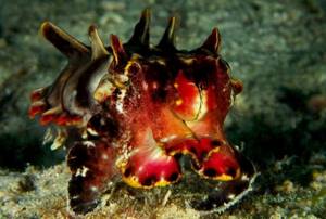 Самые маленькие и смертельно опасные существа на Земле, Каракатица Пфеффер (Pfeffer’s flamboyant cuttlefish)