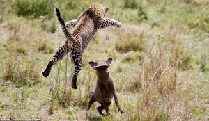 Виртуозы охоты: летающий леопард, Летающий леопард