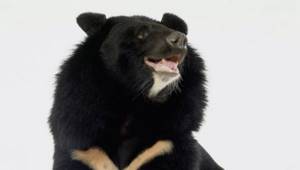 Странные способы стать здоровым с помощью животных, Гималайский медведи