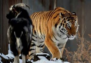 Сотрудники зоопарка отдали на съедение тигру живого козла...