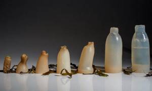 biodegradable-algae-water-bottle-ari-jonsson-5, Изобретение биоразлагаемой бутылки из водорослей, Исландский дизайнер Ари Йонссон