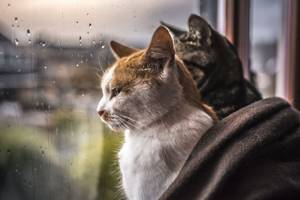 Коты и дождь.  Лиричный проект фотографа Фелисити Berkleef 06