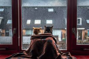 Коты и дождь.  Лиричный проект фотографа Фелисити Berkleef 01