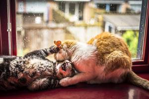 Коты и дождь.  Лиричный проект фотографа Фелисити Berkleef 02