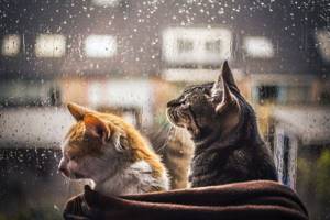 Коты и дождь.  Лиричный проект фотографа Фелисити Berkleef 03