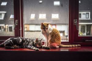 Коты и дождь.  Лиричный проект фотографа Фелисити Berkleef 04