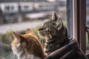 Коты и дождь.  Лиричный проект фотографа Фелисити Berkleef 07