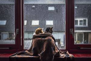 Коты и дождь.  Лиричный проект фотографа Фелисити Berkleef 08