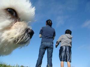 Смешные собаки Photobombs, Не вовремя вошедшие собаки в кадр