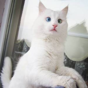 Гетерохромия-кошка-косоглазие-ALOS-1, Снежнобелый кот имеет глаза разного цвета