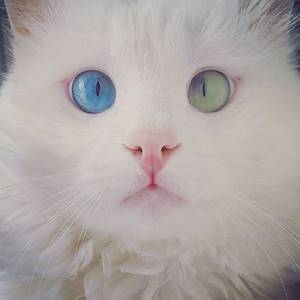 Гетерохромия-кошка-косоглазие-ALOS-17, Снежнобелый кот имеет глаза разного цвета