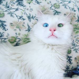 Гетерохромия-кошка-косоглазие-ALOS-20, Снежнобелый кот имеет глаза разного цвета
