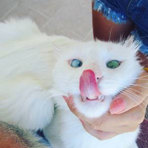 Гетерохромия-кошка-косоглазие-ALOS-22, Снежнобелый кот имеет глаза разного цвета