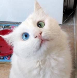 Гетерохромия-кошка-косоглазие-ALOS-29, Снежнобелый кот имеет глаза разного цвета