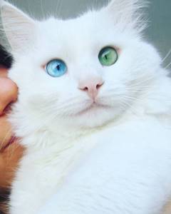 Гетерохромия-кошка-косоглазие-ALOS-5, Снежнобелый кот имеет глаза разного цвета