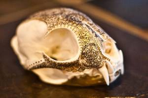 Рысь. Украшение черепов животных золотой краской