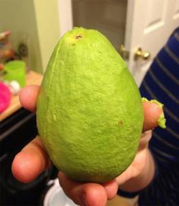 Моя жена прекрасно очистила этот авокадо, Авокадо
