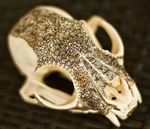 Рысь. Украшение черепов животных золотой краской