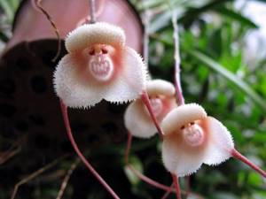 Такие вот орхидеи. Когда у природы свое чувство юмора