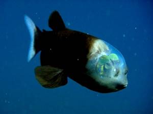 Самые страшные морские обитатели, 11. Опистопроктовые – похожие на инопланетян рыбы с прозрачной головой. 