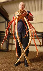 Самые страшные морские обитатели, 12. Японский краб-паук имеет длинные ноги, которые могут достигать в длину до 3 метров.