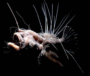 Самые страшные морские обитатели,2. Удильщики имеют ужасающий вид. К тому же они почти полностью черные, что делает их незаметными в океанских глубинах.
