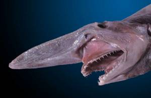 Самые страшные морские обитатели, 3. Акула-домовой – единственный оставшийся в живых член семейства «скапаноринховые», которому 125 миллионов лет