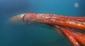 Самые страшные морские обитатели, 5. Гигантские кальмары – одни из крупнейших живых организмов в мире. Самки могут достигать до 13,1 метров в длину.