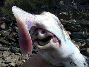 Самые страшные морские обитатели, 7. Австралийский каллоринх. Странный нос этой рыбы служит ей для поиска пищи в песке.