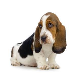 10 самых дружелюбных пород собак, Бассет хаунд