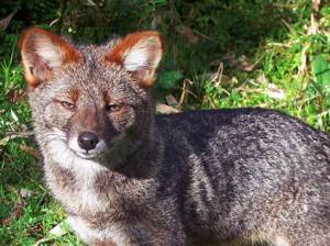 10 редких животных на грани вымирания, Дарвиновская лисица