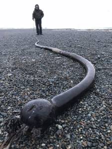 На Чукотском полуострове обнаружили огромных «морских змей»