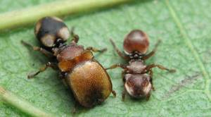 Список странных видов муравьев, существующих в мире, Муравьи-зеркальщики