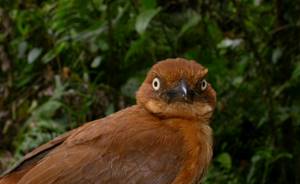 Питохуи: самая ядовитая птица планеты, Ядовитые друзья