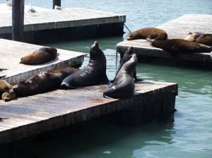 10 мест для отдыха в обществе диких животных, Наблюдение за морскими львами в Калифорнии