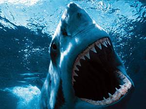 10 самых больших рыб в мире, Большая белая акула