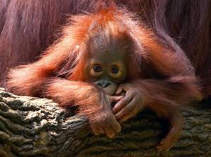 10 редких животных на грани вымирания, алимантанский орангутанг