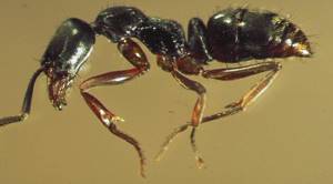 Список странных видов муравьев, существующих в мире, Муравьи-иглы