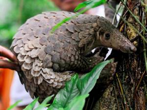 10 редких животных на грани вымирания, Панголины