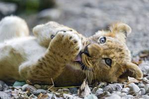 Невозможно сдержать улыбку: где обитают самые умилительные детёныши животных в мире, Львенок