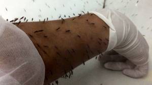 12 развенчанных мифов о смертельных болезнях, Иммунитет против малярии