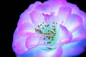 Ослепительные фотографии цветов, освещённых ультрафиолетом