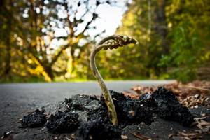 flower-tree-growing-concrete-pavement-16