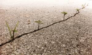 flower-tree-growing-concrete-pavement-6