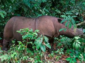 10 редких животных на грани вымирания, Суматранский носорог